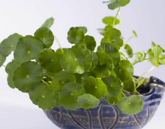 銅錢(qián)草放哪里招財(cái)，教你四個(gè)擺放最佳位置