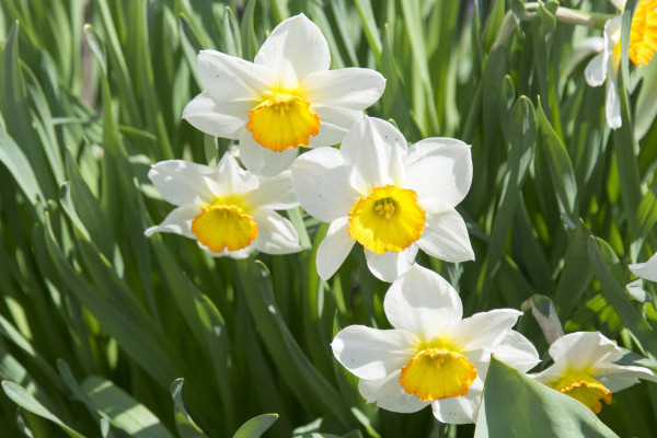 培養(yǎng)水仙花的注意事項