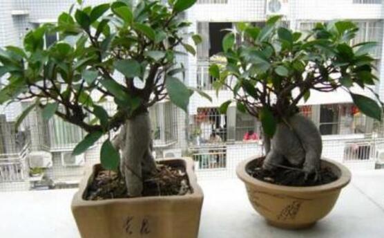 北方榕樹(shù)盆景怎么養(yǎng)，教你七種簡(jiǎn)單易學(xué)養(yǎng)殖方法