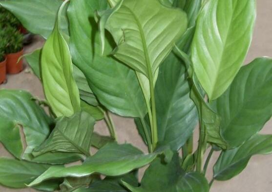 萬年青開花嗎，萬年青栽培三年開花