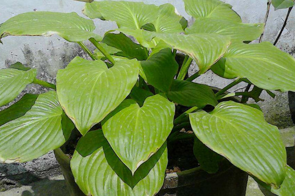 滴水觀音沒(méi)有根能活嗎