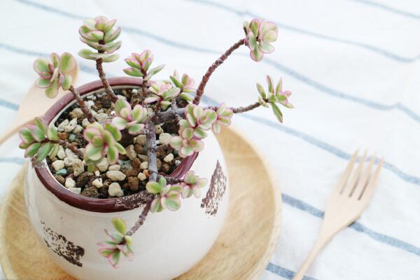 雅樂之舞夏天怎么澆水，保持土壤偏干燥