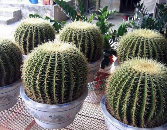 仙人球能治什么病，仙人球的作用與功效