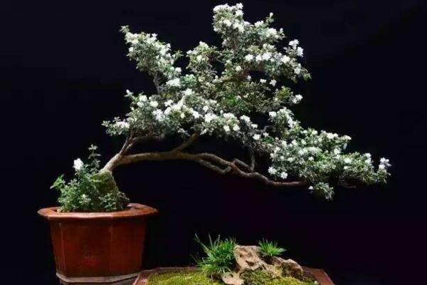 為什么六月雪不開花，以下5種原因都會導(dǎo)致它不開花