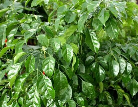 幸福樹種子怎么種，教你六大簡單步驟即可學(xué)會