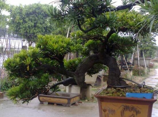 羅漢松果的功效與作用，羅漢松果的五大作用