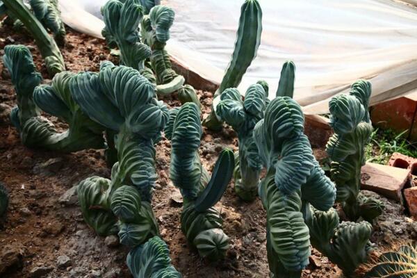 最名貴的仙人球，長(zhǎng)相都非常奇特