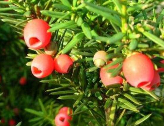 紅豆杉怎么養(yǎng)長得快，教你六種養(yǎng)殖方法生長枝繁葉茂