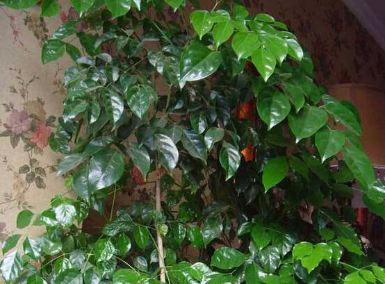 幸福樹種子怎么種，教你六大簡單步驟即可學(xué)會