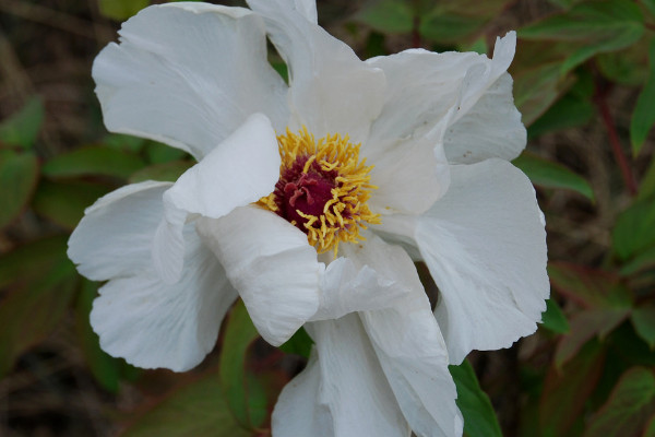 芍藥花對(duì)溫度的要求