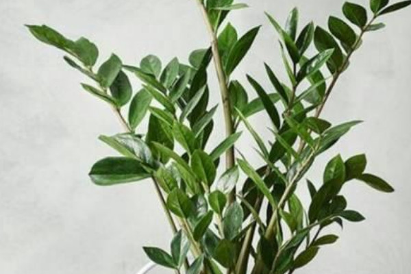 金錢樹葉子發(fā)黃怎么處理怎么補(bǔ)救