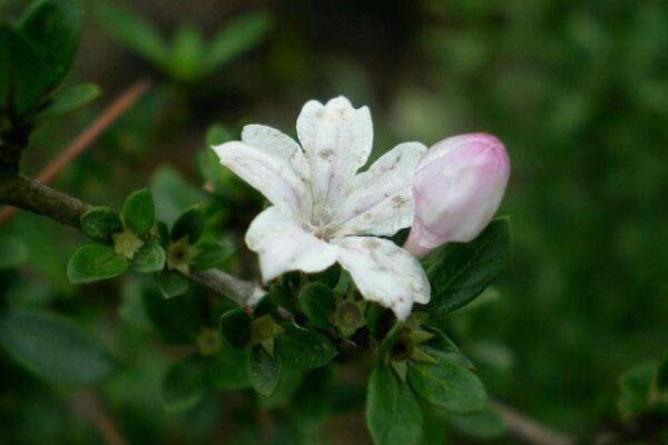 金邊六月雪為什么不開(kāi)花