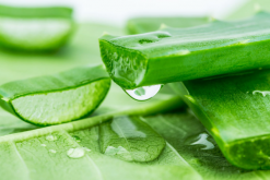 蘆薈的用處，介紹蘆薈的四大用途
