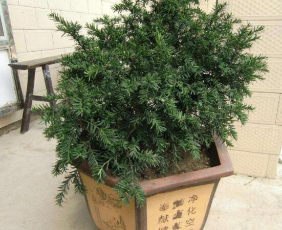 紅豆杉適合擺放在哪里，盤點(diǎn)風(fēng)水最好的五個(gè)位置