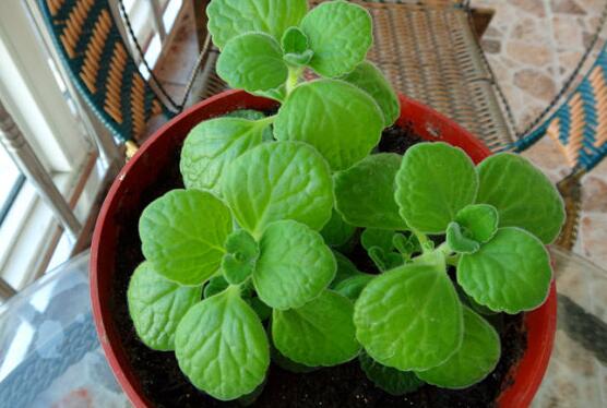 碰碰香怎么養(yǎng)茂盛，只需做好五個(gè)要點(diǎn)盆盆爆滿(mǎn)