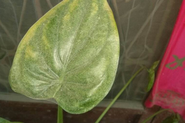 滴水觀音生蟲(chóng)怎么辦