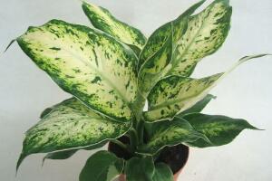 花葉萬年青有毒嗎，花葉萬年青能放室內(nèi)嗎