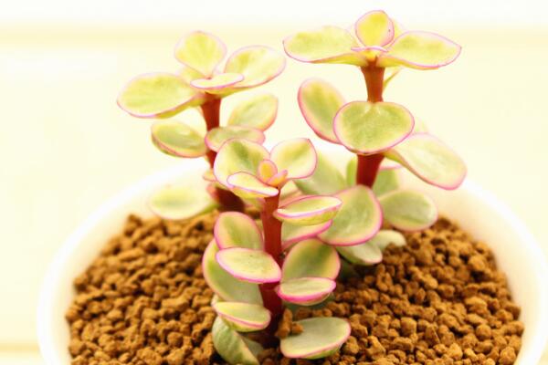 雅樂之舞花語(yǔ)是什么，沉默的愛、熱烈與光明