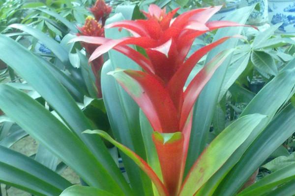 鴻運當頭有什么功效