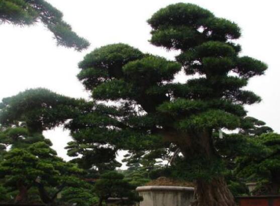 羅漢松風(fēng)水學(xué)和寓意，趨吉避兇，辟邪化煞