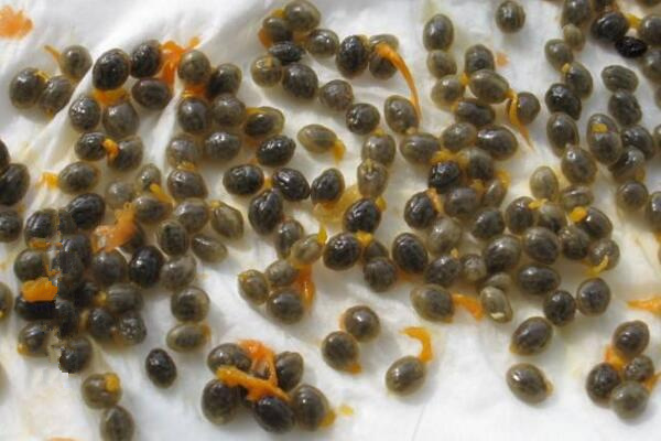 曇花種子怎么種，曇花種子的種植步驟詳解