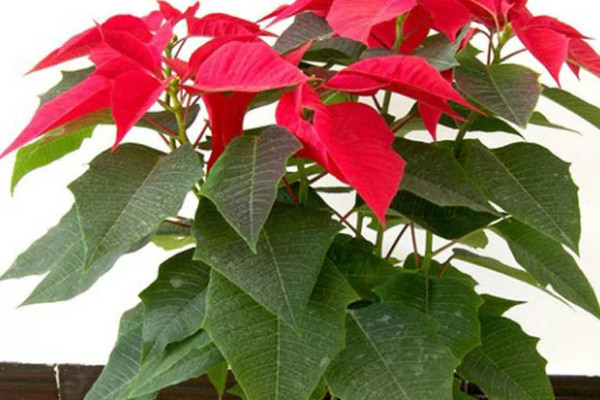 一品紅的花期有多長(zhǎng)