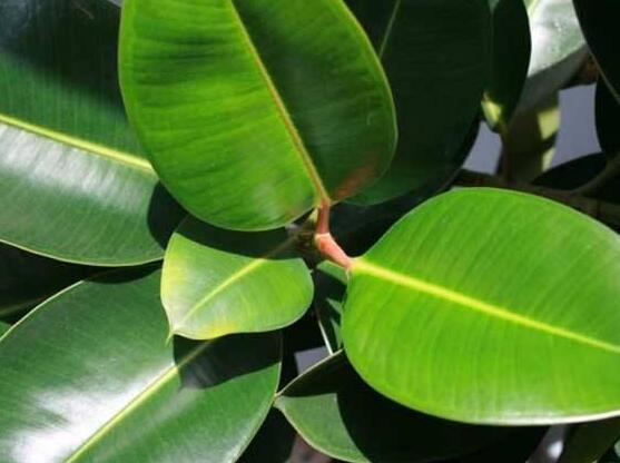 橡皮樹葉子打卷怎么辦，保持光照充足、溫度合理、忌積水