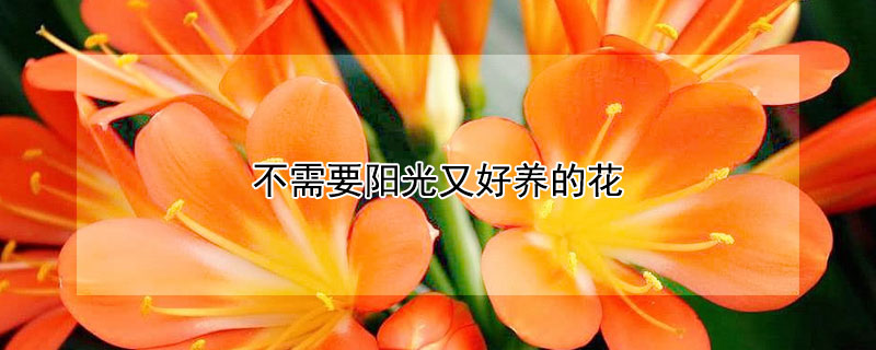 不需要陽光又好養(yǎng)的花