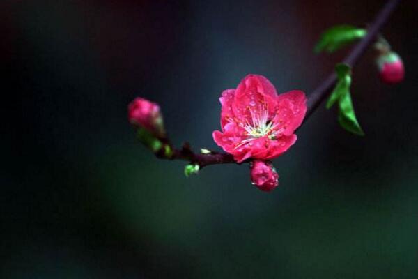 桃花有毒嗎，只有少部分人對桃花粉過敏