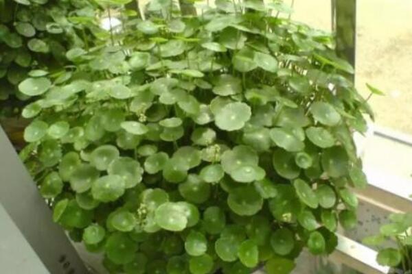 銅錢(qián)草水里有蟲(chóng)怎么辦