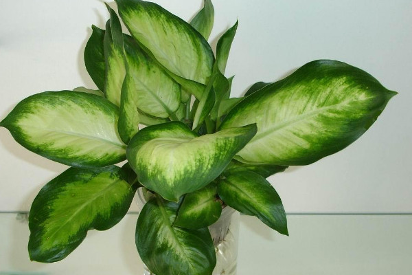 萬(wàn)年青怎么重新生根