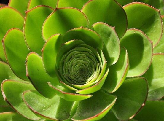 玉樹冬天怎么養(yǎng)，教你六個(gè)方法安然過(guò)冬