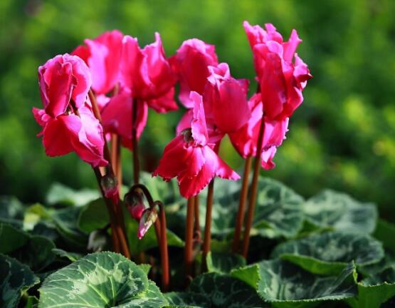 仙客來休眠多長(zhǎng)時(shí)間，不同環(huán)境不同休眠期(夏季)