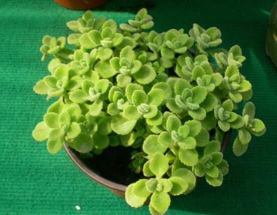 碰碰香能吃嗎，可食/泡茶泡酒香味濃郁、美味可口