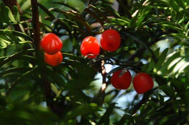 家里紅豆杉的風(fēng)水禁忌，五行多木的人不適合養(yǎng)殖