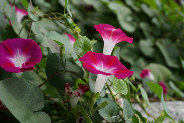 牽?；茉谑覂?nèi)養(yǎng)嗎