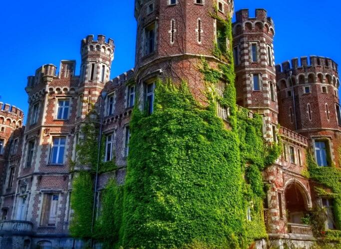 常春藤葉片發(fā)黑怎么辦，可能是得了灰霉病