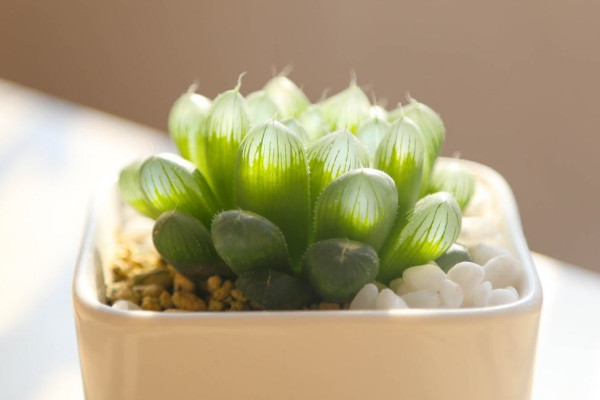 玉露發(fā)黃變癟了怎么辦