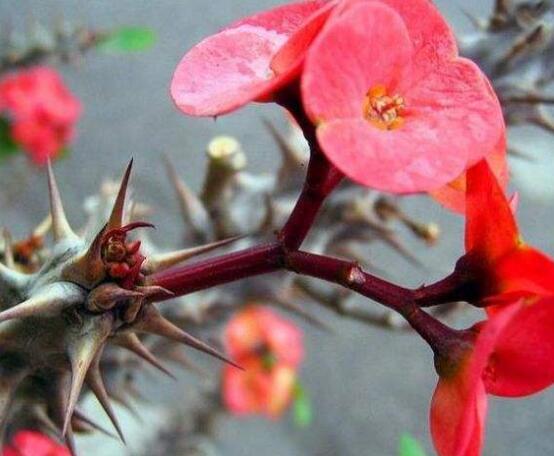 虎刺梅對人身體有害嗎，只需要注意避免接觸即可