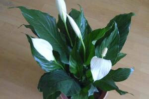 一帆風順的品種有哪些，一帆風順花品種圖片大全