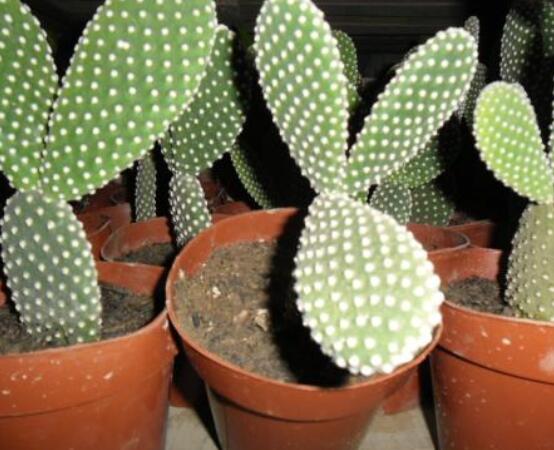 仙人掌沒根能活嗎，能活/傷口消毒晾干、重新移植上盆