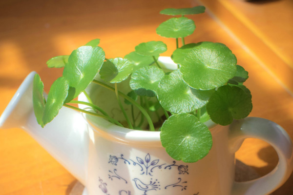 銅錢(qián)草種子怎么水培，先催根出苗后再移到水培環(huán)境中