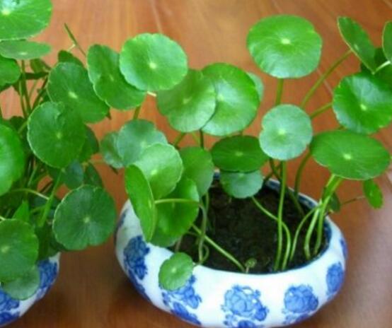 銅錢草水培變黃怎么辦，做好六大要點變得青翠碧綠