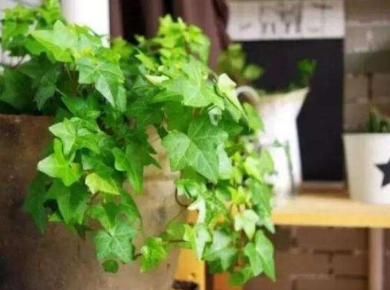 常春藤扦插步驟圖解，老農(nóng)總結(jié)六點(diǎn)最最簡(jiǎn)易的基本步驟