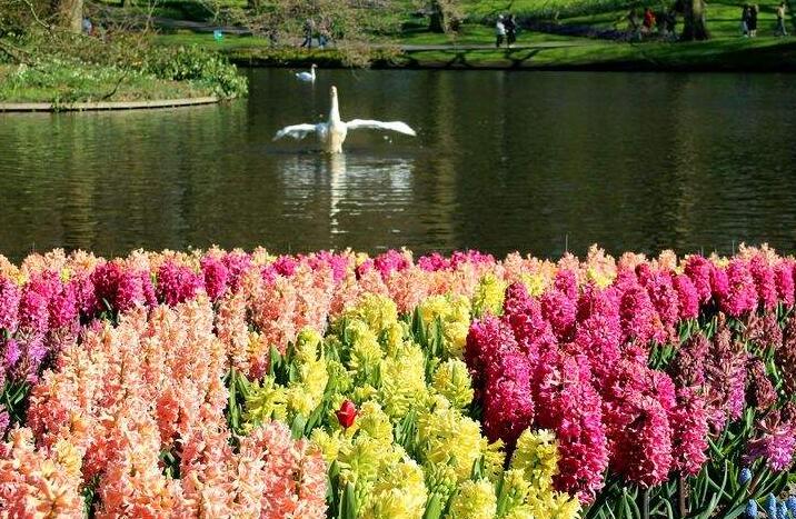 風(fēng)信子的傳說(shuō)，古希臘神話中的爛漫之花