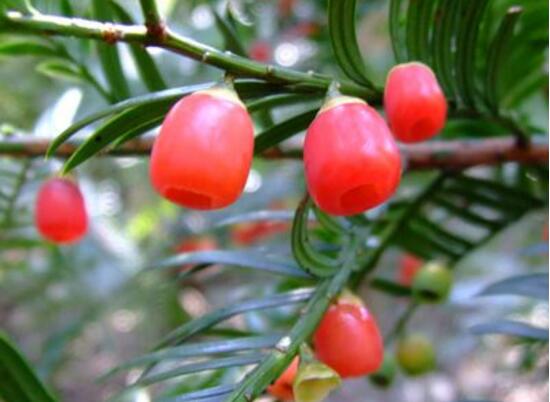 紅豆杉的藥用價值，盤點(diǎn)紅豆杉六大藥用價值