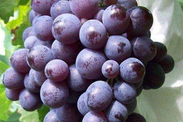 玫瑰香葡萄幾月成熟