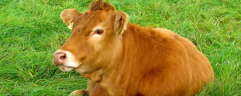 白百葉和黑百葉的區(qū)別