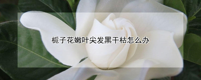 梔子花嫩葉尖發(fā)黑干枯怎么辦