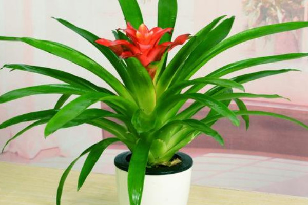 鴻運(yùn)當(dāng)頭小苗沒根能活嗎